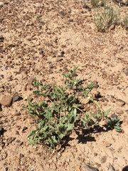 Acleisanthes diffusa