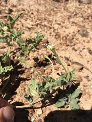 Acleisanthes diffusa