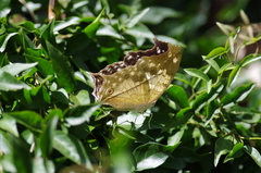 Protogoniomorpha anacardii