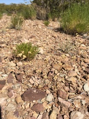 Ipomopsis polycladon