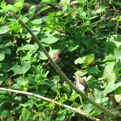 Lonchura leucogastroides