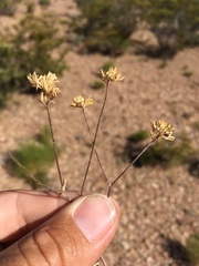 Ipomopsis polycladon