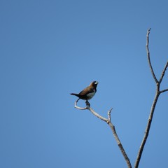 Lonchura leucogastroides