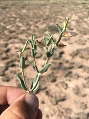 Acleisanthes lanceolata