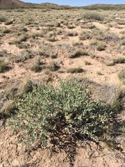 Acleisanthes lanceolata