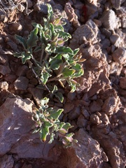 Acleisanthes diffusa