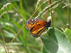 Danaus plexippus