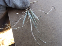 Sisyrinchium pringlei