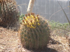Ferocactus herrerae