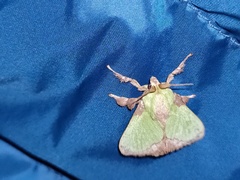 Parasa shirakii
