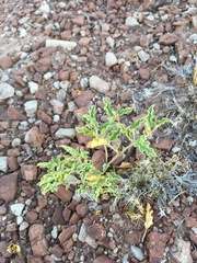 Acleisanthes diffusa