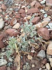Astragalus missouriensis mimetes
