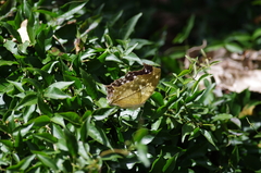 Protogoniomorpha anacardii