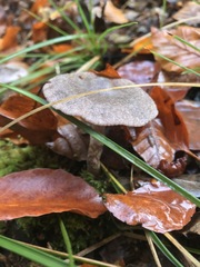Cortinarius hemitrichus