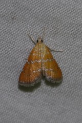 Glaphyriinae