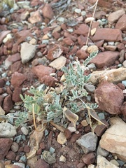 Astragalus missouriensis mimetes