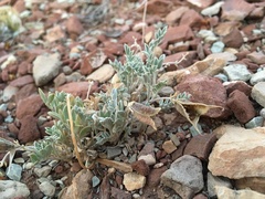 Astragalus missouriensis mimetes