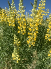 Lupinus sulphureus