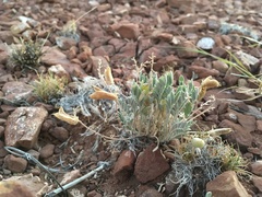 Astragalus missouriensis mimetes