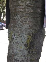 Prunus