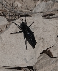 Ospriocerus