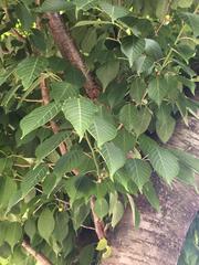 Prunus