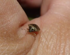 Cosmopepla intergressa