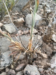 Boechera carrizozoensis