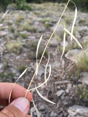 Boechera carrizozoensis