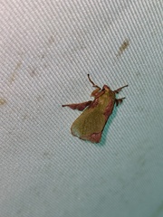 Parasa shirakii