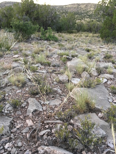 Wind Mountain rock-cress (Boechera carrizozoensis)