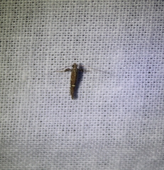 Caloptilia triadicae