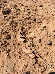 Hoffmannseggia drepanocarpa