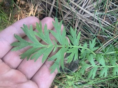 Geum triflorum