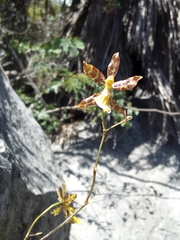 Oncidium graminifolium