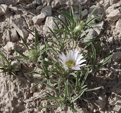 Townsendia grandiflora