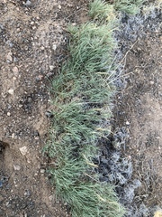 Muhlenbergia torreyi
