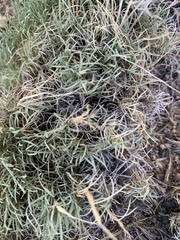 Muhlenbergia torreyi
