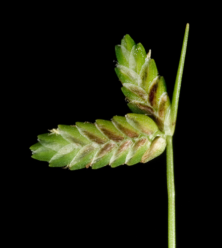 Photograph of Sedges