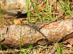 Williamsonia lintneri