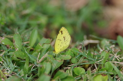 Eurema desjardinsii