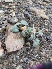 Viola purpurea integrifolia