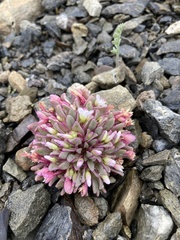 Claytonia saxosa
