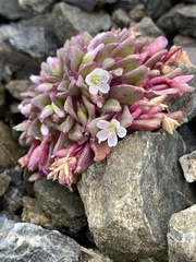 Claytonia saxosa