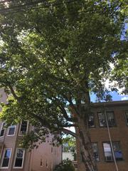 Platanus × hispanica
