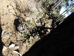 Arceuthobium vaginatum