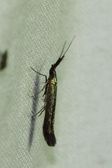 Coleophora mayrella