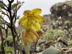 Fritillaria glauca