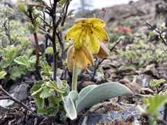 Fritillaria glauca