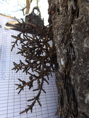 Arceuthobium vaginatum